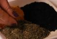 All About Spices in Your  Pantry