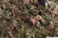 How To Make Raw Food : Spicy Bbq Kale Chips