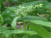 Spinach And Thyroid Function