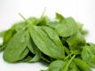 Spinach Video