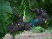 Spring Vineyard Shoot Thinning (the Journey Blog 6.10.10)