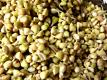How To Sprout Buckwheat Oats And Sunflower Seeds