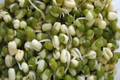 How To Make Sprouting Lentil, Beans Or Pulses