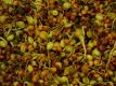 How To Grow Sprouts