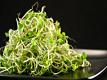 Sproutman Steve Meyerowitz Talks About Allergies