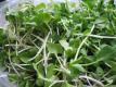 Sprouts The Living Superfood For Superhealth Video
