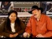 All About Square Foot Gardening