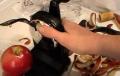 Review On Starfrit Apple Peeler