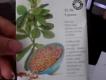 Getting Set For Fall Garden