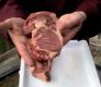 The Perfect Ribeye Steak