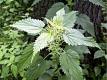 How To Eat Stinging Nettles In The Santa Monica