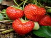 N.c. Strawberry Project And Citizen Involvement Video