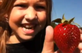 Picking My Own Strawberries At Mcpeaks Orchard, Pittsburg Texas