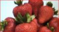 Strawberry Science Update Video