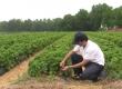 The Best Strawberries Are In Dirt, Not Plastic