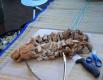 Spicy Stuffed Pork Tenderloin