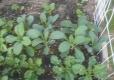 Ideas For Sustainable Gardening