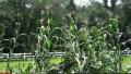 Sweet Corn Blow Down