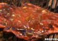 Hot and Sweet Barbecue Sauce  