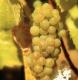 Take A Tour Of Fog Crest Vineyard
