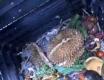 Backyard Composting