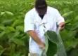 Tips To Grow Dry Land Taro Leaves