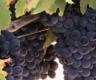 The Fabulous Wines Of Mediterranean
