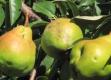 The Home To Various Pear Varieties