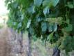 The Talking Grape: A Wine Country Tribute To The Honey Badger (narration Inspired By Randall)