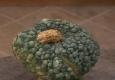 How To Enjoy Wart Pumpkin