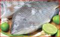 All About Tilapia