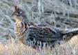 How To Hunt Timber Harvest Grouse