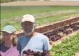 Tipi Produce Review-why Continue Farming