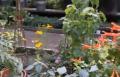 Tips to Planting an Herb Garden