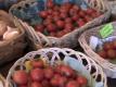 3 Mom & Pop Farms In Arizona