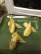 How To Make Toasted Cheese Rolls