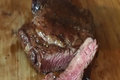Tomahawk Rib Eye Steaks on the Grill!