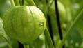 Nutrition: Tomatillo
