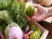 Tomato Talk