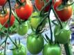 About Tomatoes