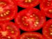Cherry And Grape Tomato Harvest At The Wegmans Organic Farm