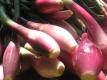 Jamie's Seasonal Bites: Torpedo Onions