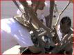 Urban Garden - Transplanting A Plumeria Tree