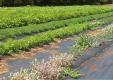 Tropic Farms - Herb Garden Review