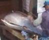 Cutting Tuna Fish Video