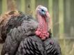Turkey Talk