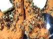 Twice Baked Sweet Potatoes