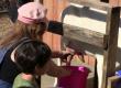Hand Milking A Goat
