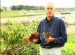 How To Grow Garden Vegetable