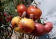 An Overview Of Vegetable Gardening